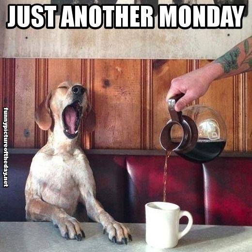 Monday coffee meme with yawning dog image