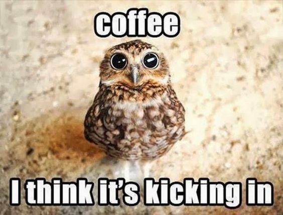 Coffee owl wide eyed image