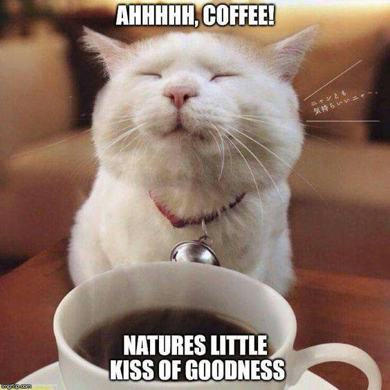 Coffee is natured little kiss of goodness says cat