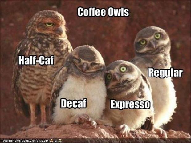 coffee meme coffee strength owls