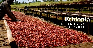 Coffee farming in Ethiopia, birthplace of coffee