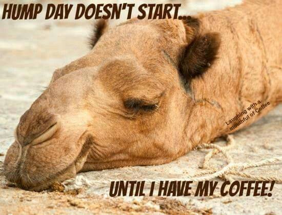 Wednesday coffee meme camel hump day doesn't begin until I have had my coffee