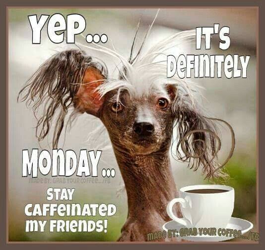 Coffee dog meme Yep it's monday stay caffeinated my friends