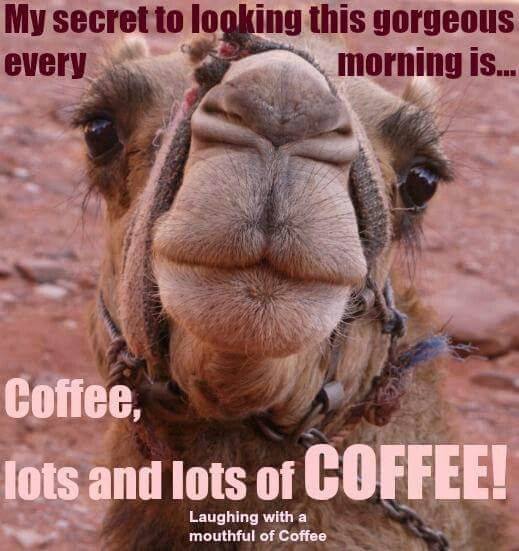 Coffee meme camel meme, secret to beauty is lots and lots of coffee