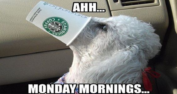 Monday starbucks dog coffee image meme