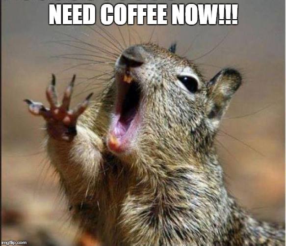 Need Coffee Now squirrel image