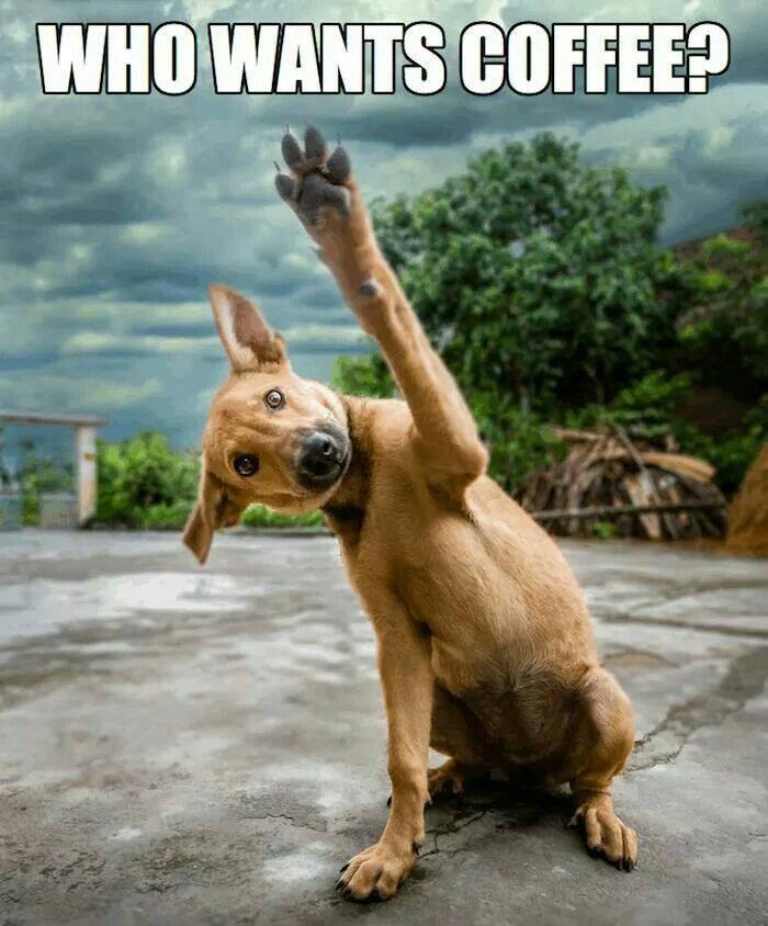 Who Want's Coffee dog coffee image