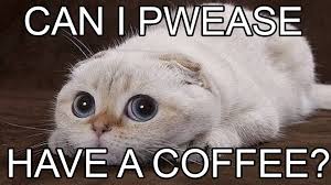 Coffee Pwease cat asking for coffee