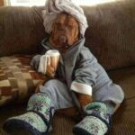 Waiting for the coffee to kick dog in bathrobe image