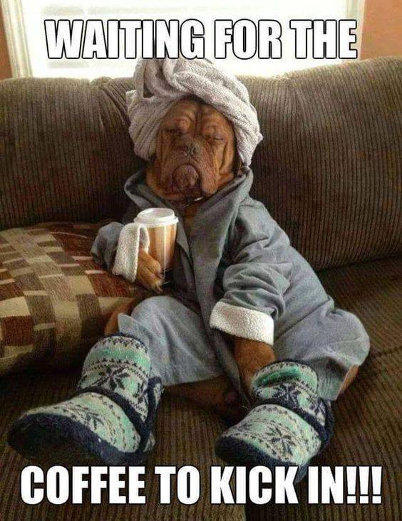 Waiting for the coffee to kick dog in bathrobe image