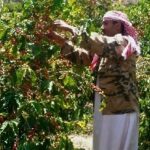 Coffee trends Yemeni coffee image