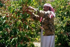 Coffee trends Yemeni coffee image