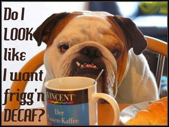 Does Vincent the Dog look like he wants friggin decaf image