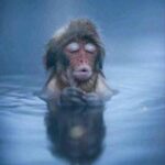 Coffee meme that shows monkey in bliss, when that first sip of coffee touches your soul