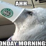 Monday starbucks dog coffee image meme