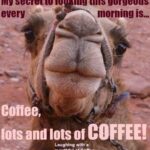 Coffee meme camel meme, secret to beauty is lots and lots of coffee