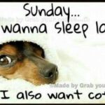 Sunday coffee meme I wanna sleep late but I also want coffee dog meme