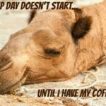 Wednesday coffee meme camel hump day doesn't begin until I have had my coffee