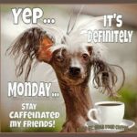 Coffee dog meme Yep it's monday stay caffeinated my friends