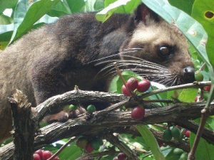 kopi luwak gourmet coffee