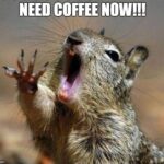 Need Coffee Now squirrel image