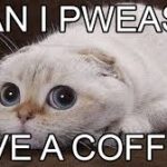 Coffee Pwease cat asking for coffee