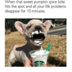 Pumpkin spice latte with dog image