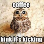 Coffee owl wide eyed image