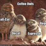 coffee meme coffee strength owls