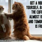 cat coffee meme says get ahold of yourself Bob the coffee is almost ready and tomorrow is friday